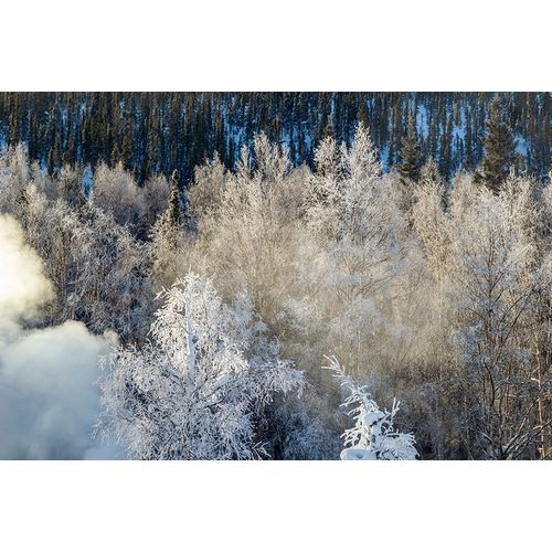 Alaska Fog and frosted trees in winter